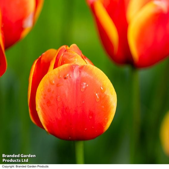 Tulip 'Dafeng'