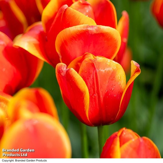 Tulip 'Dafeng'