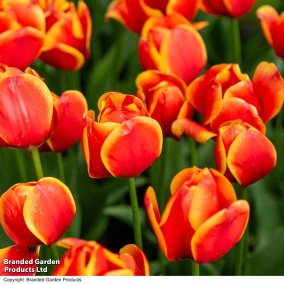 Tulip 'Dafeng'