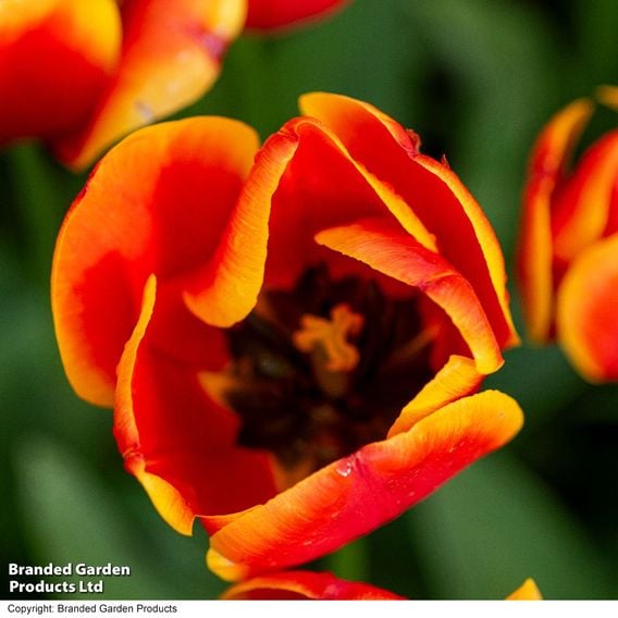Tulip 'Dafeng'
