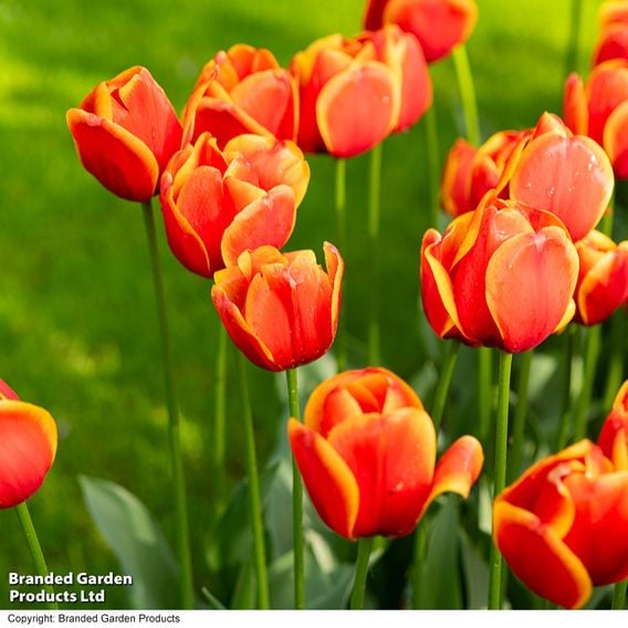 Tulip 'Dafeng'