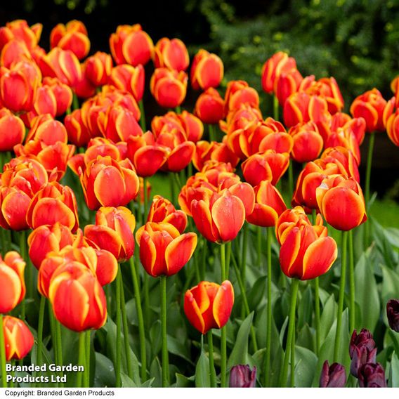 Tulip 'Dafeng'
