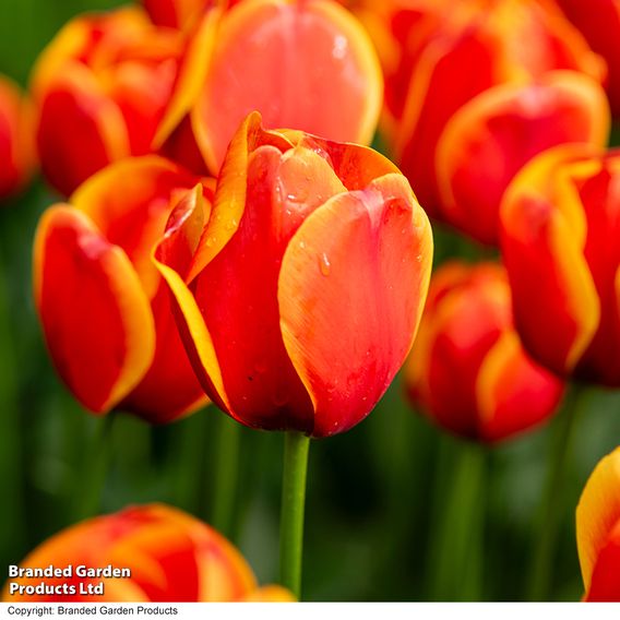 Tulip 'Dafeng'