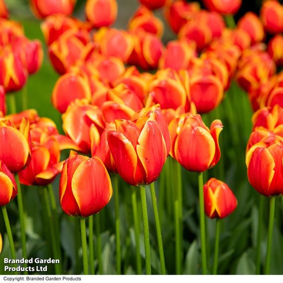 Tulip 'Dafeng'