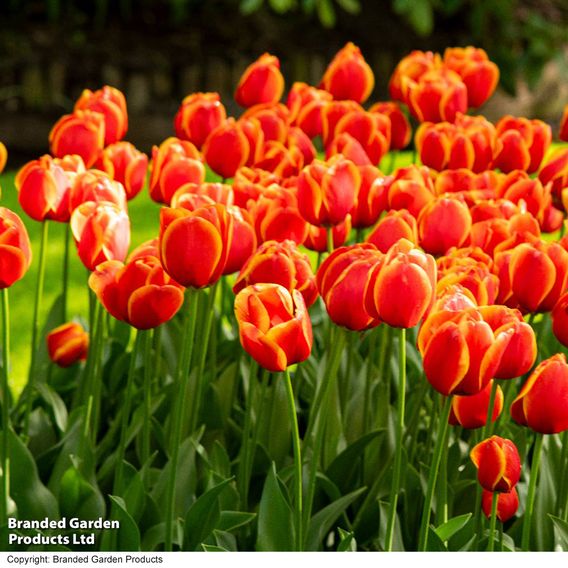 Tulip 'Dafeng'