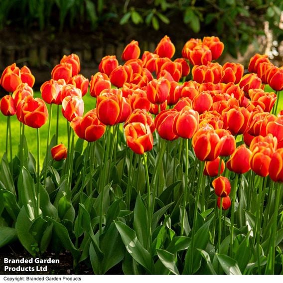 Tulip 'Dafeng'