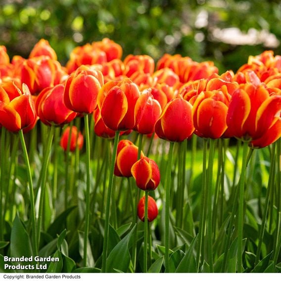 Tulip 'Dafeng'