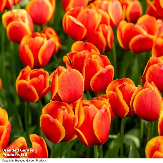 Tulip 'Dafeng'