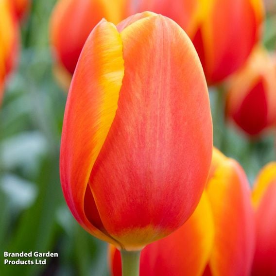 Tulip 'Dafeng'