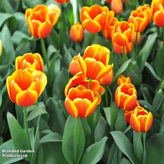 Tulip 'Dafeng'