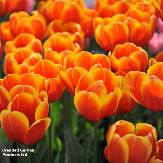 Tulip 'Dafeng'
