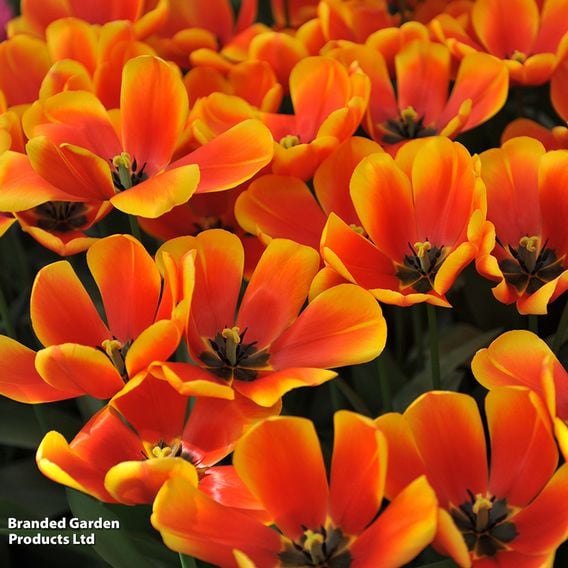 Tulip 'Dafeng'