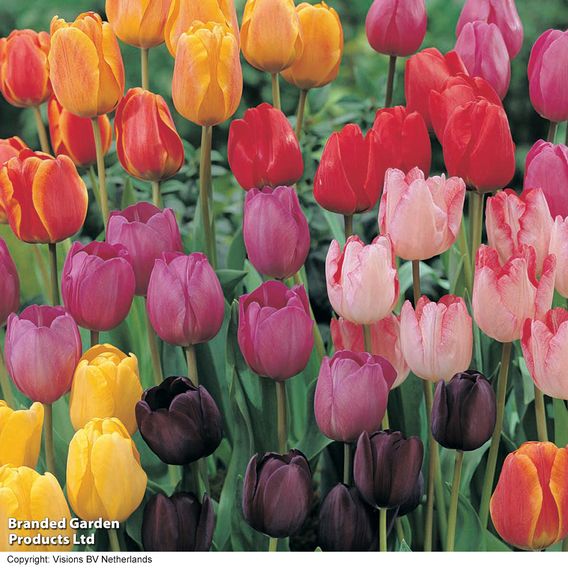 Tulip 'Darwin Mixed'