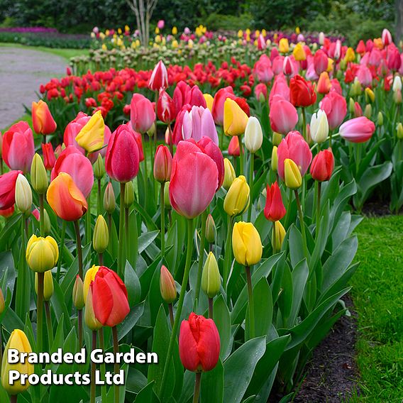 Tulip 'Full Border Mix'