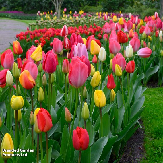 Tulip 'Darwin Mixed'