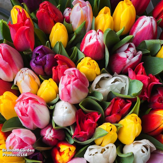 Tulip 'Darwin Mixed'