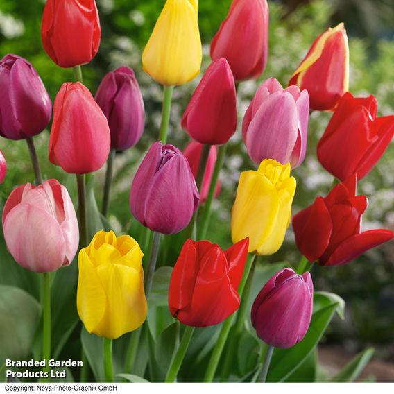 Tulip 'Darwin Mixed'