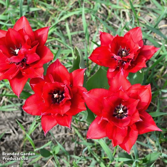 Tulip 'Double Red Riding Hood'