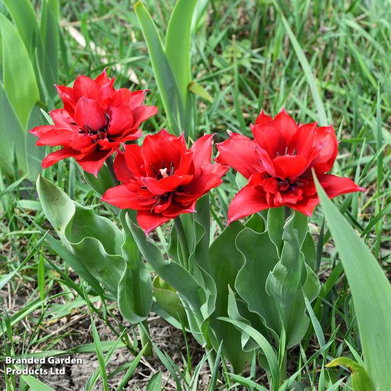 Tulip 'Double Red Riding Hood'