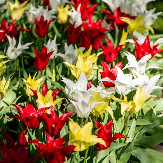 Tulip 'Elegant Mix'