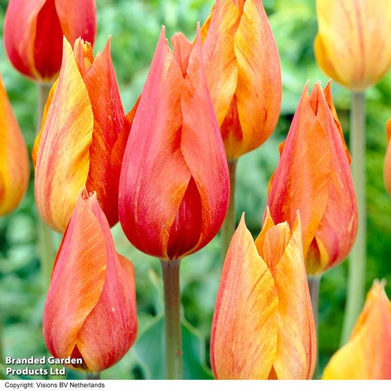 Tulip 'Heart Duo'