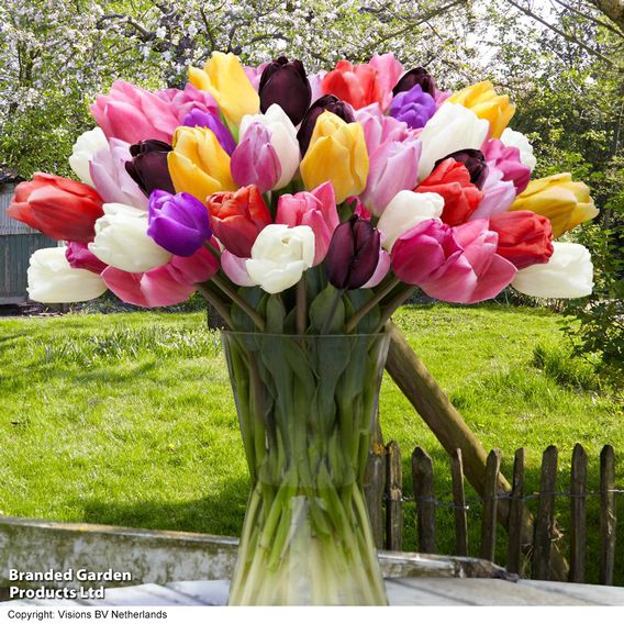 Tulip 'Everlasting Mixed'