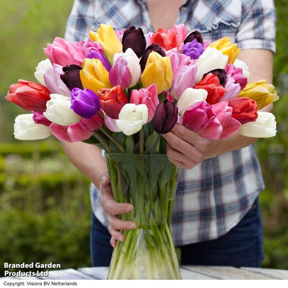 Tulip 'Everlasting Mixed'