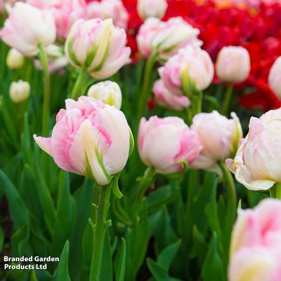 Tulip 'Finola'