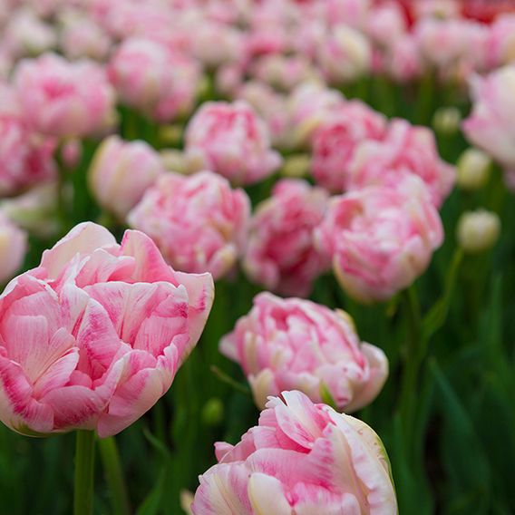 Tulip 'Finola'