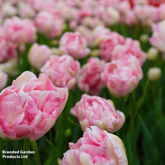 Tulip 'Finola'