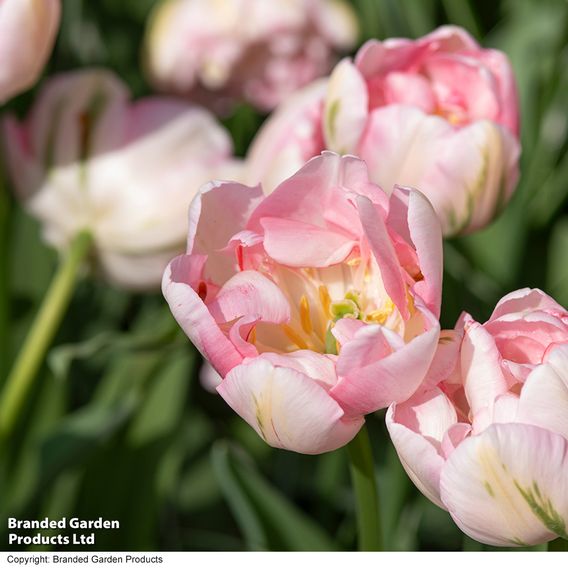 Tulip 'Finola'