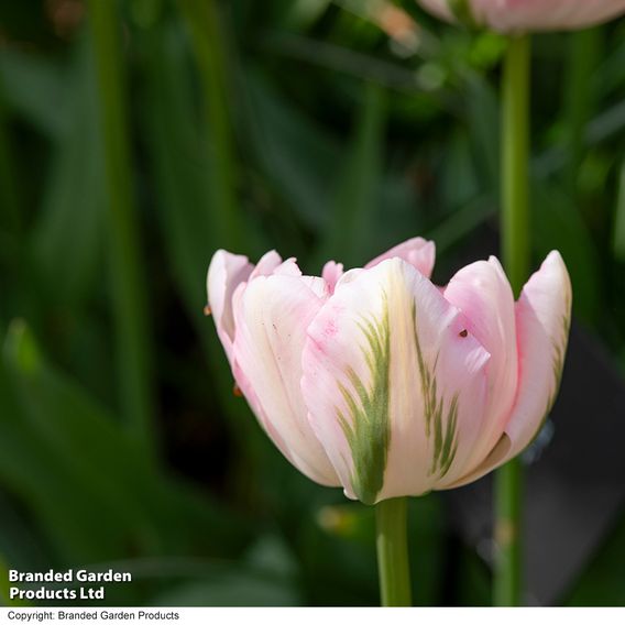 Tulip 'Finola'