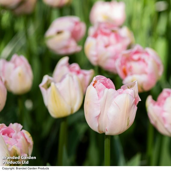 Tulip 'Finola'