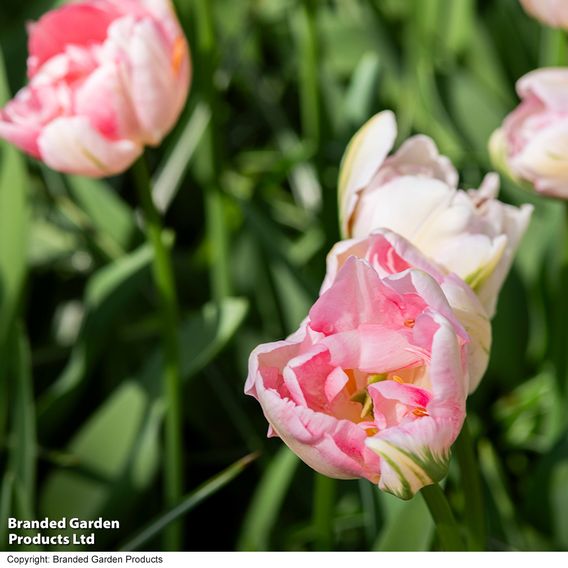 Tulip 'Finola'