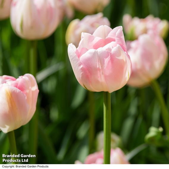 Tulip 'Finola'
