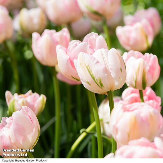 Tulip 'Finola'