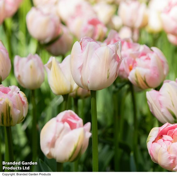 Tulip 'Finola'