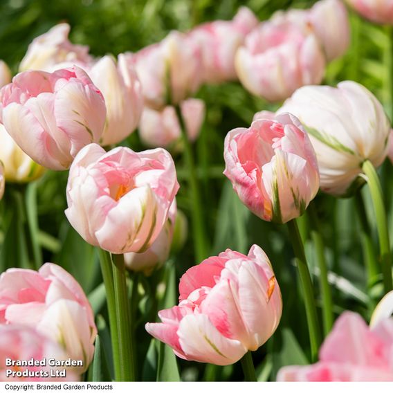 Tulip 'Finola'