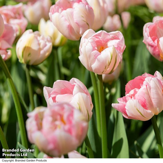 Tulip 'Finola'