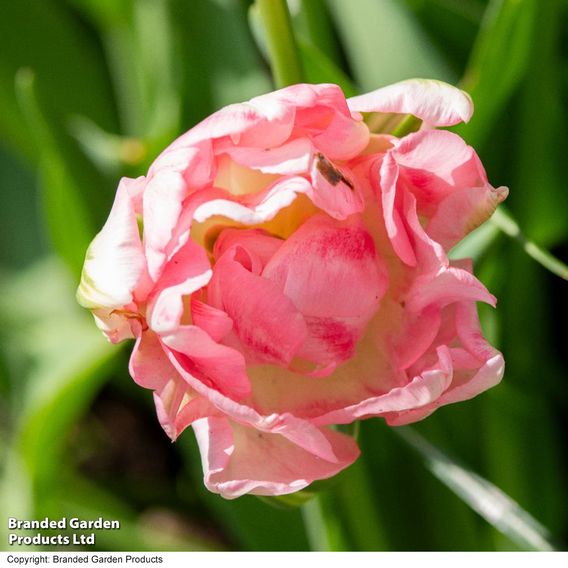 Tulip 'Finola'