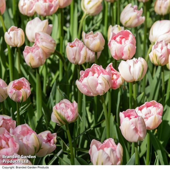 Tulip 'Finola'