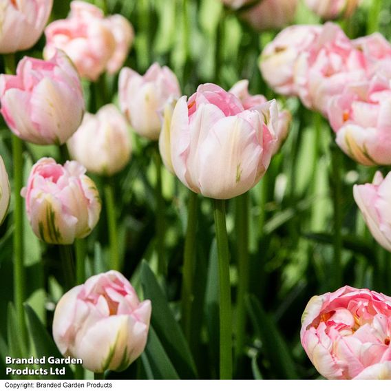 Tulip 'Finola'