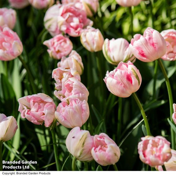 Tulip 'Finola'