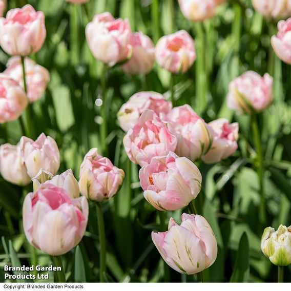 Tulip 'Finola'