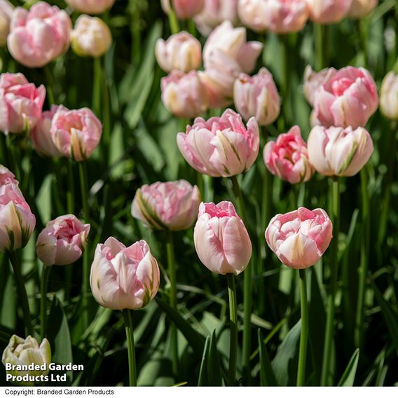 Tulip 'Finola'