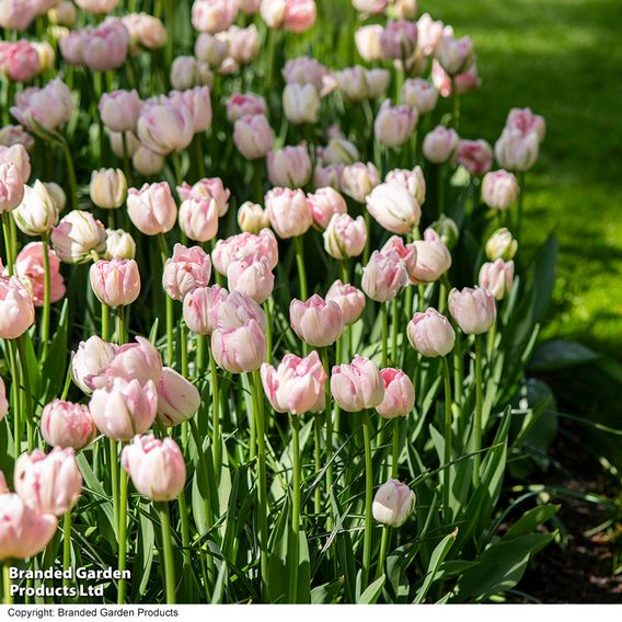 Tulip 'Finola'