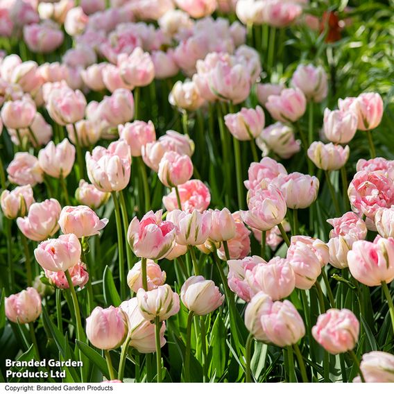 Tulip 'Finola'