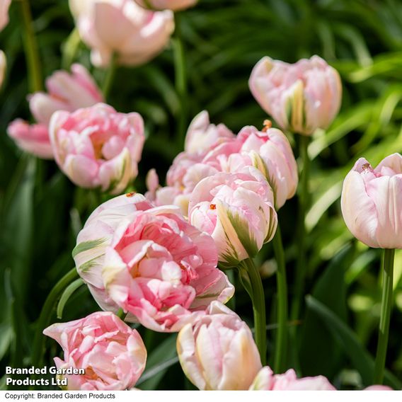 Tulip 'Finola'
