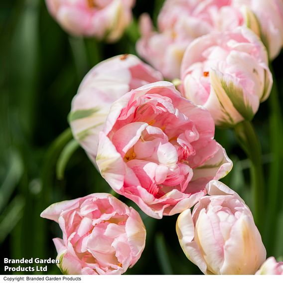 Tulip 'Finola'