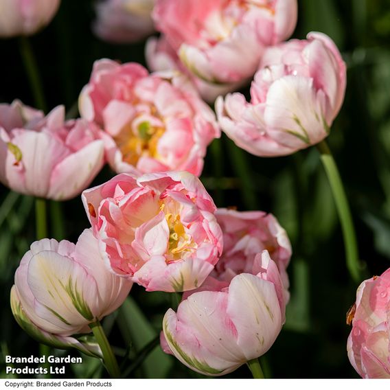 Tulip 'Finola'